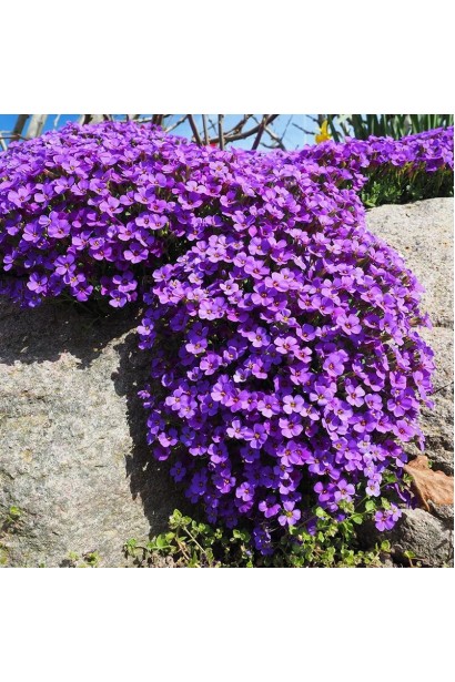 Обрієта Purple Cascade